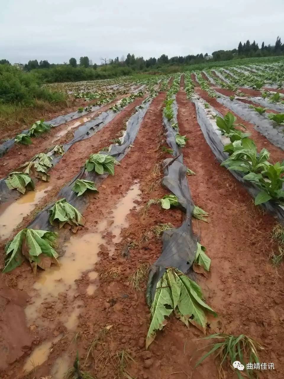 火箭队遭遇暴雨袭击，未来前景堪忧