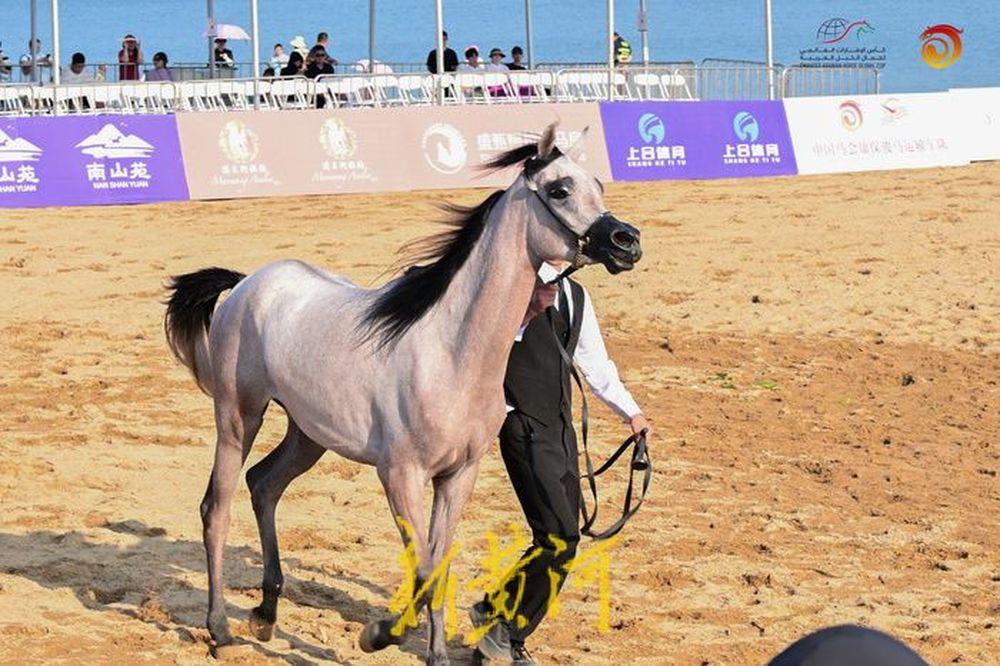 阿联酋马术选手表现出色取得头名
